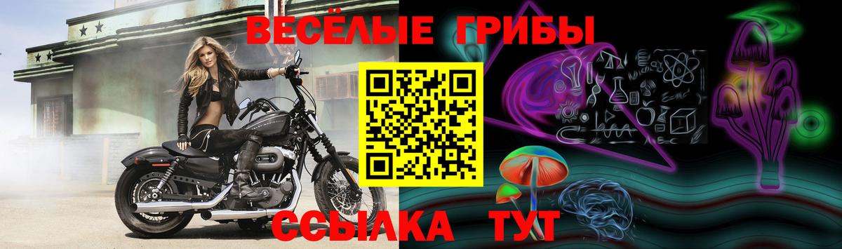 Грозный  Галлюциногенные грибы GOLDEN TEACHER  Вход с VPN 